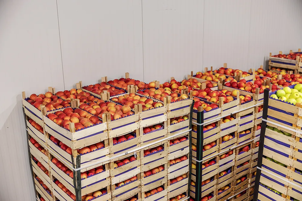 Exportación de manzanas en cajas