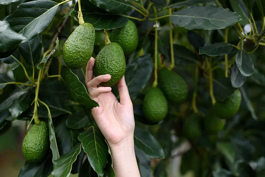Empresa importadora de aguacates